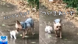 雨の日にびしょ濡れの子猫を発見した犬。自分の家まで連れて帰る愛情深さに心温まる【感動】