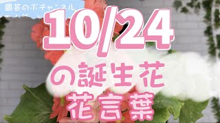 10/24の誕生花と花言葉【園芸のぶチャンネル】【１０月】【２４日】【ガーデニング】【雑学】【トリビア】【オブコニカ】