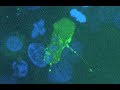 Caught on Camera: How HIV Infects Cells