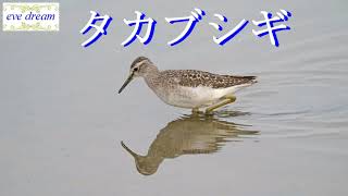 タカブシギが採餌中　2021年11月4日