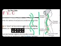 intro to vertebral column spine biomechanics