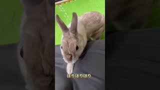 【うさぎは癒し】逆再生 ぼんちゃんと妻＃Barney #animal #rabbit＃うさぎ