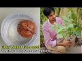 How to grow Walnut from seed & its care | अखरोट को लगाना और उसकी देखभाल - Complete Updates