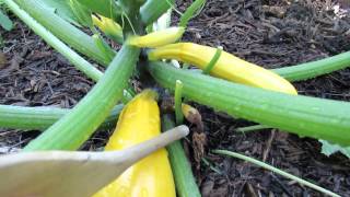 Brown Tipped Squash or Zucchini is Due to Pollination Issues: Don't Worry - MFG 2014