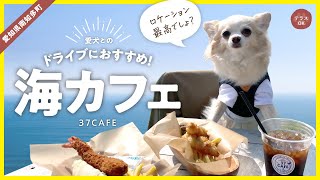 【犬とおでかけ】愛犬とドライブにおすすめ!海カフェ(愛知県南知多町)