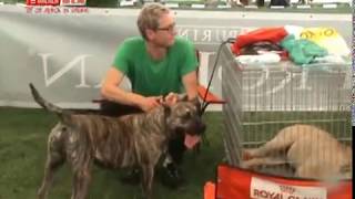 Napoca Dog Show - Expozitie internationala de caini la Cluj