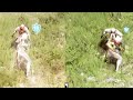 Does framerate affect your attack speed? BDO