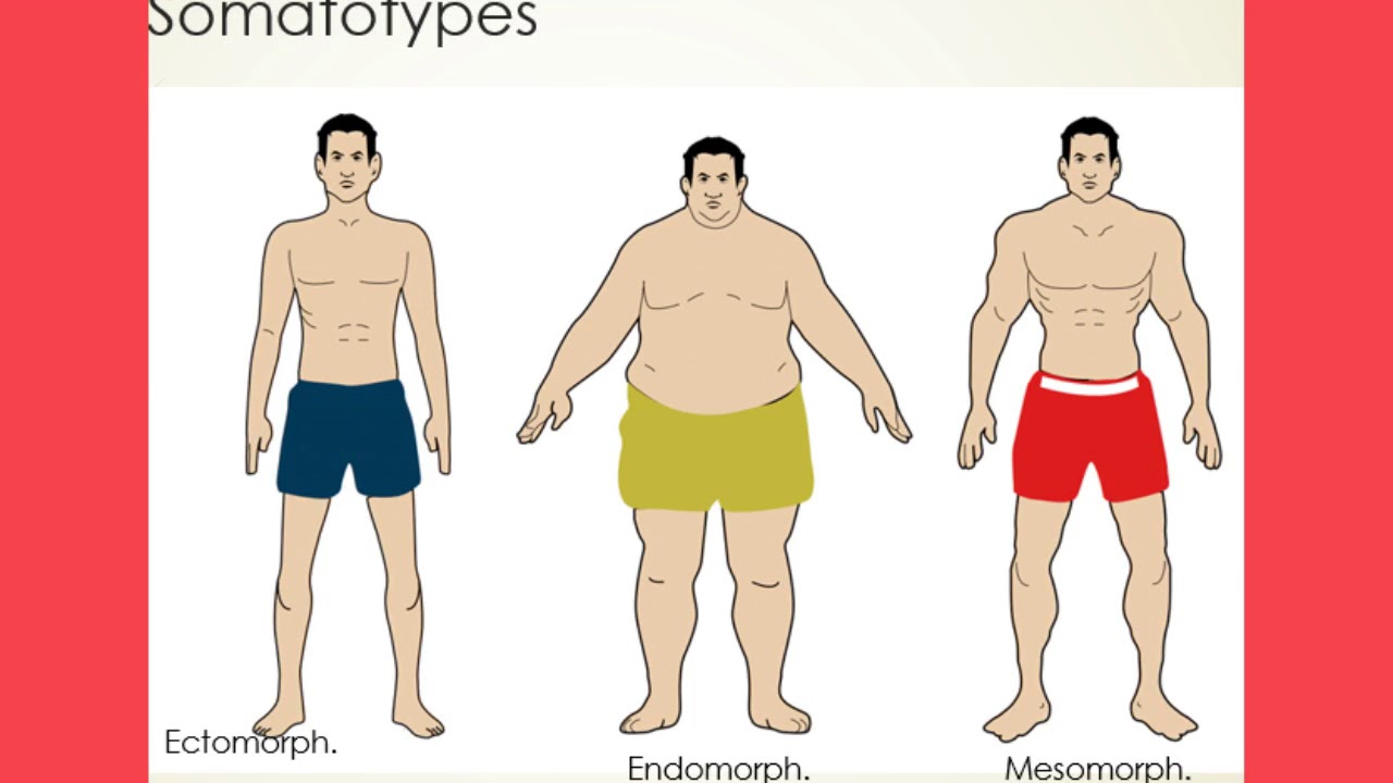 Understand Somatotypes Youtube