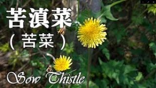 這是野友們一定要認識的可食植物，又名苦菜 Common sow thistle（Sonchus oleraceus）