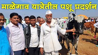 माळेगाव यात्रेतील भव्य पशुप्रदर्शन 2025 | माळेगाव यात्रा | Malegaon Yatra 2024 - 2025