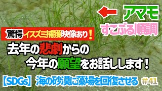 【SDGs】海草アマモ、海藻、生き物を紹介。昨年の悲劇と、今年の願望を聞いて下さい！41囲い網エリア