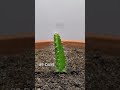 Dragon fruit growing timelapse #planting #timelapse