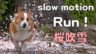 Goro runs / 桜の下を走るゴローさん 20170415 slow motion cherry blossoms dog コーギー 犬