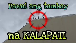 Paano maiwasan ang pag tambay ng mga kalapati sa bubong/poste at sanga ng mga puno #kalapatids