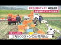 1年のうち最も早く収穫が始まる極早生タマネギ 収穫最盛期【佐賀県白石町】 22 03 24 11 55