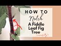 Fiddle Leaf Fig Tree Notching Tutorial | It was a SUCCESS!!