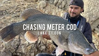 Catching my first meter cod