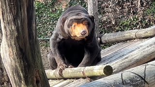 キョウコさん、高い所は気を付けてね【2023年2月17日】【上野動物園】マレーグマ