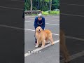 當狗狗見到了最喜歡它的奶奶，該有多開心#goldenretriever #puppy #shorts