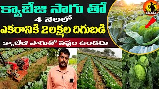 Cabbage Croup Cultivation in Telugu | Cabbage Farming Techniques  | Kyabaji Thota |Mana Kisan Tv