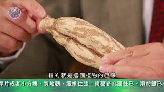 《世說本草》第98集：葛根 The Chinese Materia Medica for us All