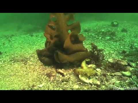 Psychedelic Cuttlefish aka Color Changing Octopus Psychedelic Cuttlefish aka Color Changing Octopus