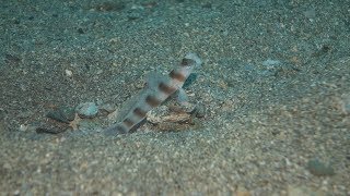 망둑어류 미기록종(Amblyeleotris steinitzi)~Steinitz' prawn-goby, Steinitz' shrimp goby