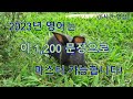 2023년 영어는 이 1,200 문장으로 마스터 가능합니다 | 5시간 영어 흘려듣기