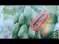 00316.[DR CONGO - AGRIBUSINESS IN KINSHASA] HOW TO GROW PAPAYA MALKIA F 1, PAPAYA BUSINESS IN CONGO!