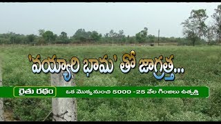 Be Aware From Santa Maria Feverfew Plants | Rythu Ratham | AP24x7