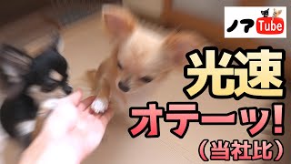 何この【リアクションの差】…ごはんの時とおやつの時では、まるで違うチワワ／チワワのノア #181