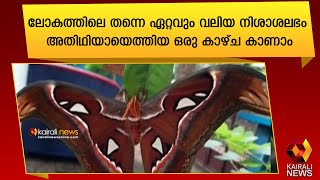 നാഗ ശലഭമെന്നുമൊക്കെ വിളിക്കപ്പെടുന്ന ഇവർ ‌ നമ്മുടെ നാട്ടിൽ പലയിടത്തും അപൂർവ്വമായി‌ എത്താറുണ്ട്