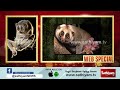 மனித உயிர்களை காக்கும் தேவாங்கு slender loris web special sathiyam tv