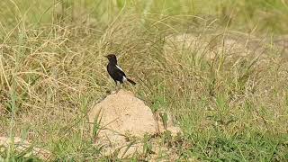 The pied bush chat (Saxicola caprata) is a small passerine bird found at grassland