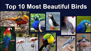 Top 10 Most Beautiful Birds in Asia