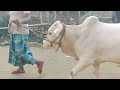 bhai koto nilo ভাই কত নিল ২০২৪ gabtoli gorur haat qurbani cow price in bangladesh cow video p 2