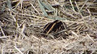 jACK SNIPE