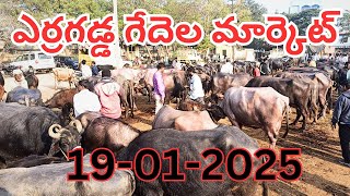 ఎర్రగడ్డ సూడి గేదెల మార్కెట్ || Erragadda Sunday Buffalo Market @kyparavindrareddyvlogs