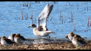 1157. Kulík bledý, Grey plover, Kiebitzregenpfeifer, Zilverplevier, Pluvier argenté, Тулес, Siewnica