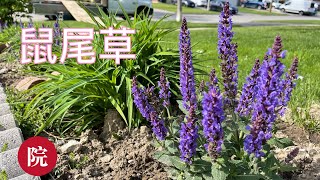 【彬彬有院】花 •892小花园改造，薰衣草换栽鼠尾草（Garden Sage)//寒冷的冬天使得薰衣草牺牲了不少，我决定用鼠尾草来替代//简单介绍鼠尾草的特性，我会来更新它们的生长情况//@石针