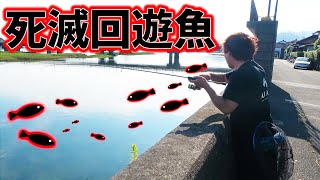 絶対に生き残れない！死滅回遊魚○○釣ってみた！