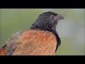 番鵑 2 小鴉鵑 草嘓 lesser coucal バンケン 25may 2020