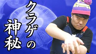 【GO!皆川 動物の神秘】クラゲの神秘