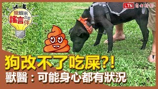 狗改不了吃屎？！獸醫：可能身心都有狀況