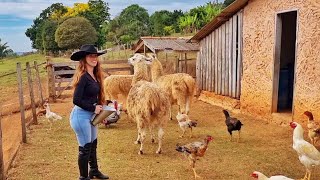 Panhando café/ Voando no céu/ Patos,Avestruz, lhamas, e muitos animais no Hotel Fazenda Raiz Mineira