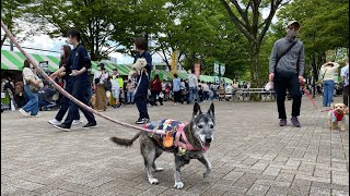 楽しい代々木公園わんわんカーニバル2023 PurinTheKaiMix2023 0408