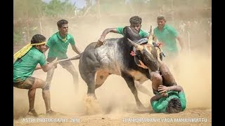 விறுவிறுப்பான வீரர்கள் களம் கண்ட காளை ¦¦ வடமஞ்சுவிரட்டு 2018 ¦¦ Vadamanjuvirattu video 2018