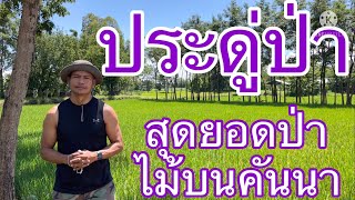 ประดู่ป่า-สุดยอดป่าไม้บนคันนา