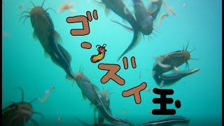 ゴンズイ玉を撮影してみた！　Photography in the water of a marine catfish