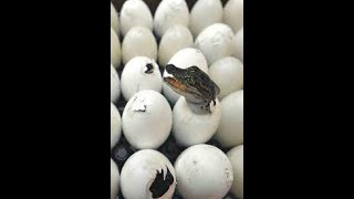 WOW.. TELUR BUAYA BESAR, BAGAIMANA ISINYA ? | CROCODILE EGG